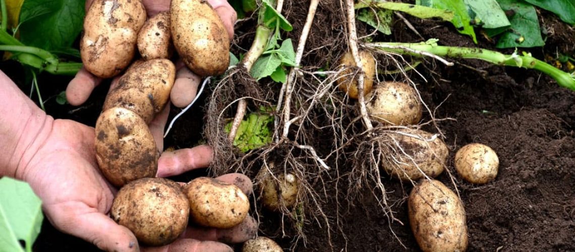 1024x573px_potatoes